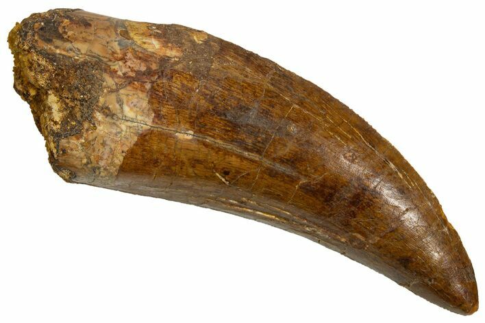 Serrated Carcharodontosaurus Tooth - Real Dinosaur Tooth #341167
